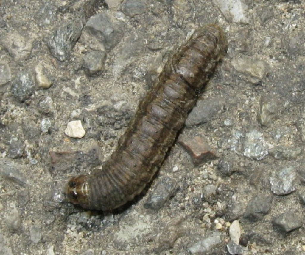larva di Mythimna unipuncta? No, di Agrotis sp. - Noctuidae