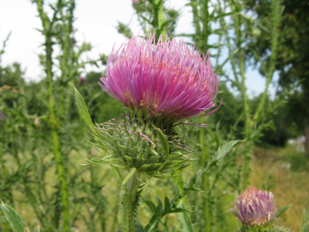 Cirsium vulgare? No, Carduus acanthoides