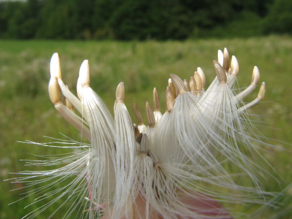 Cirsium vulgare? No, Carduus acanthoides