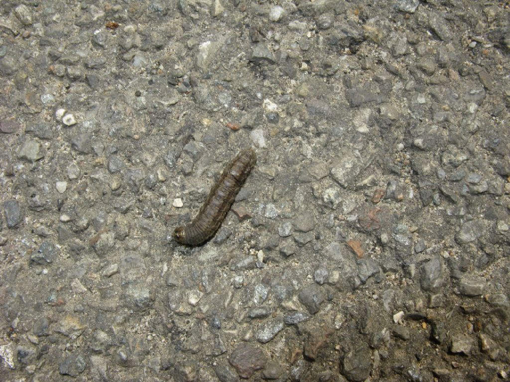 larva di Mythimna unipuncta? No, di Agrotis sp. - Noctuidae