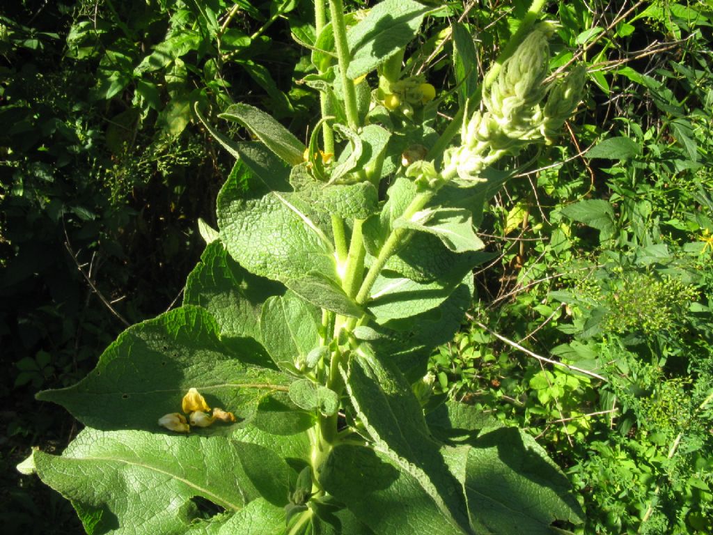 Verbascum phlomoides