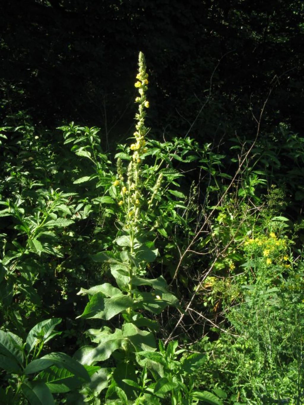 Verbascum phlomoides