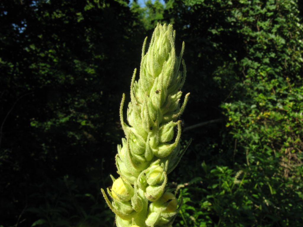 Verbascum phlomoides