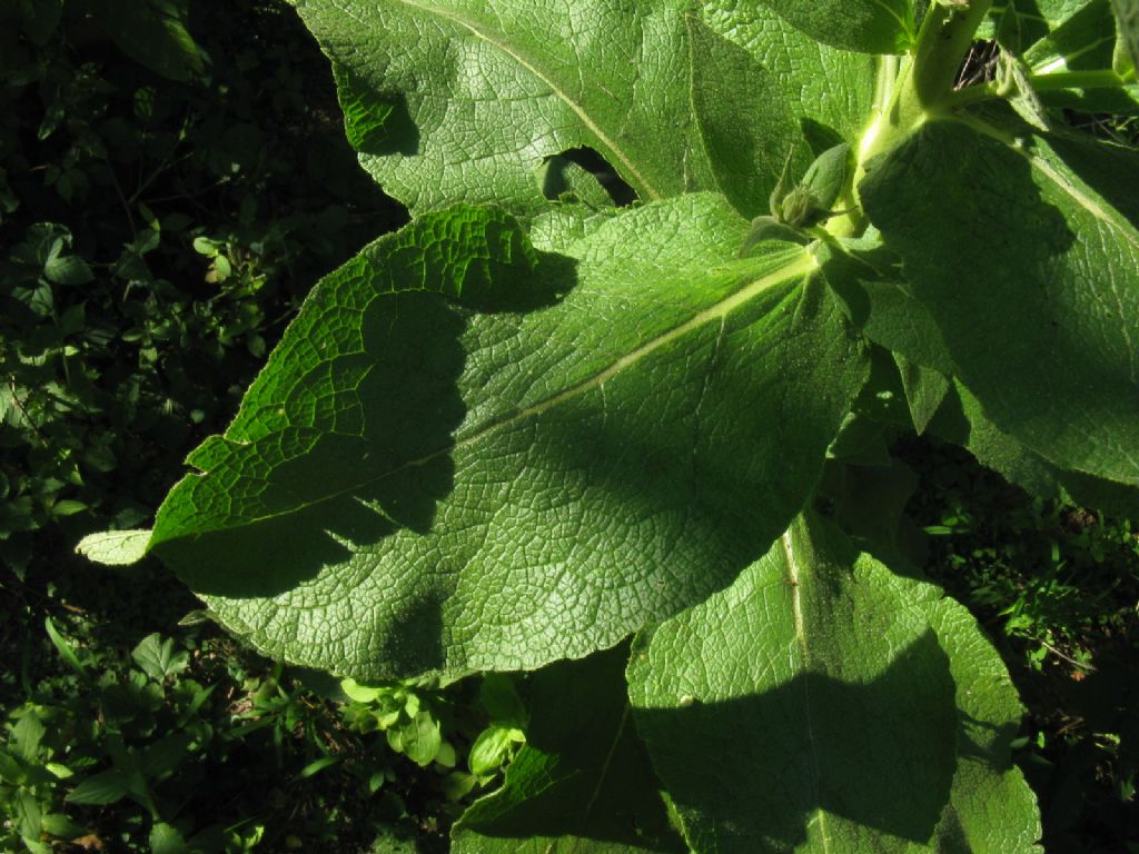 Verbascum phlomoides