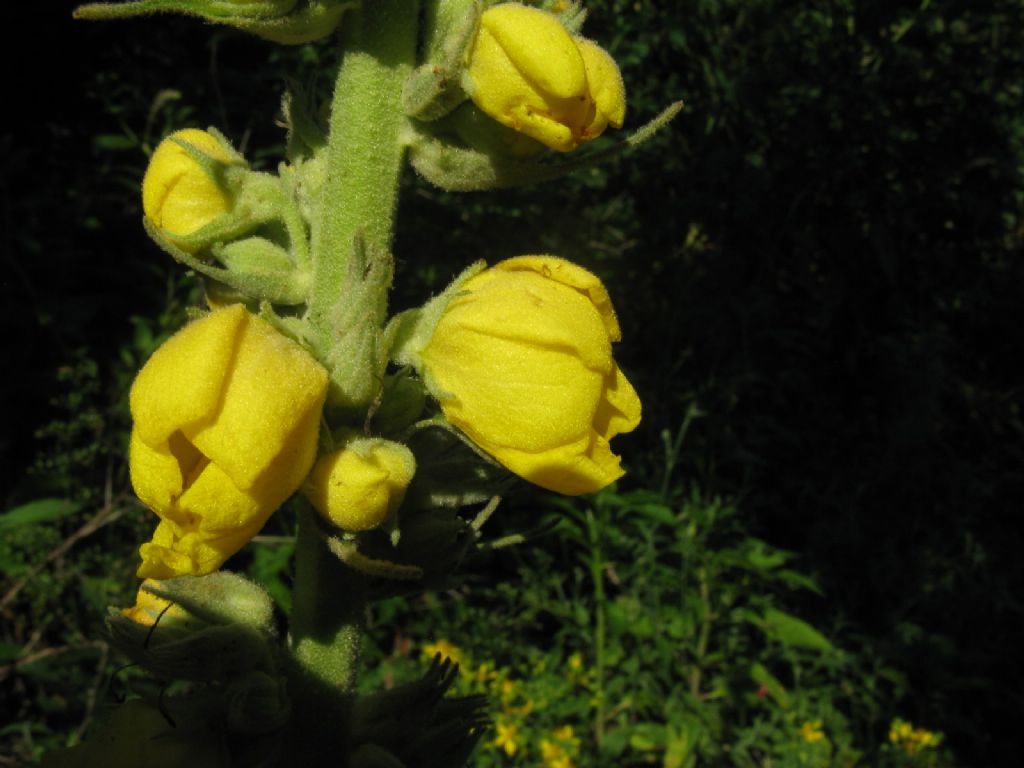 Verbascum phlomoides