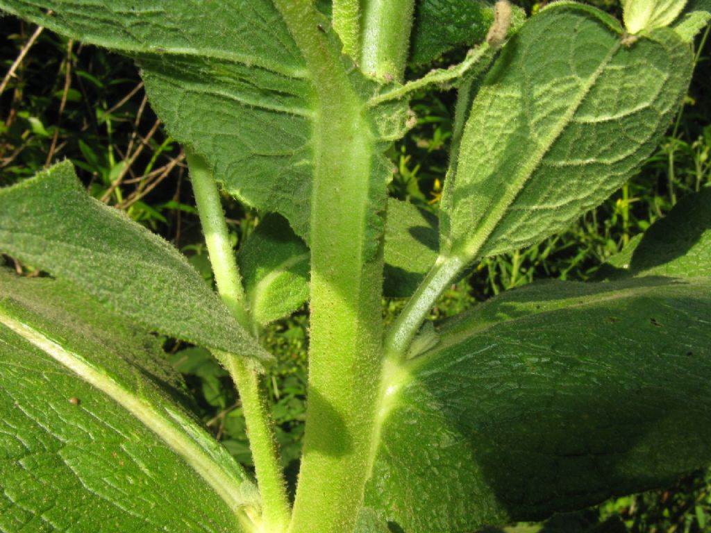 Verbascum phlomoides