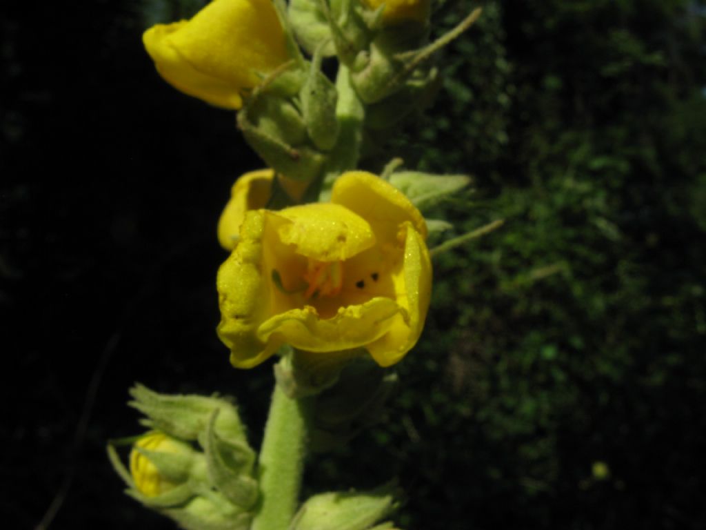 Verbascum phlomoides