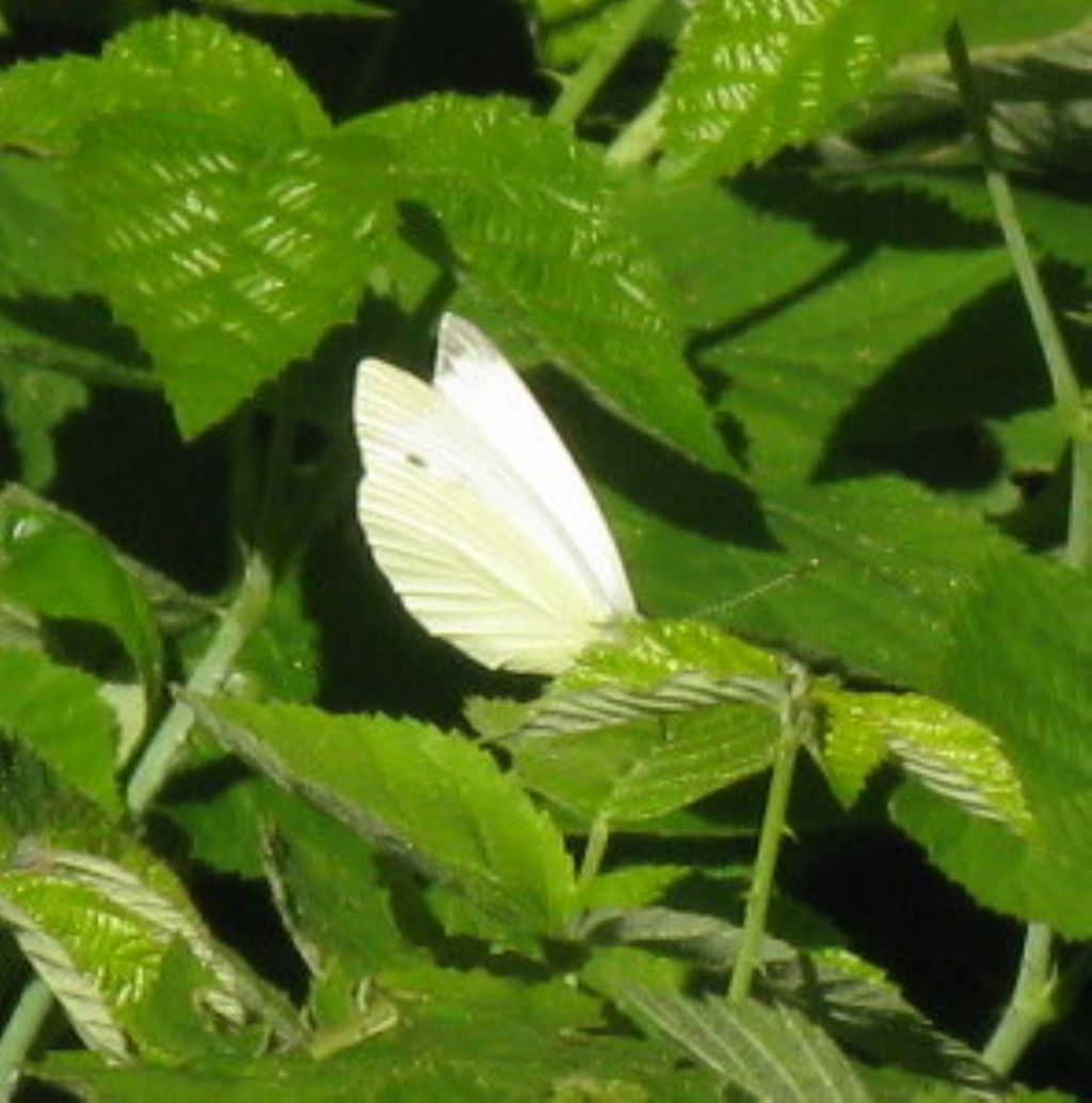 Pieris napi? S !