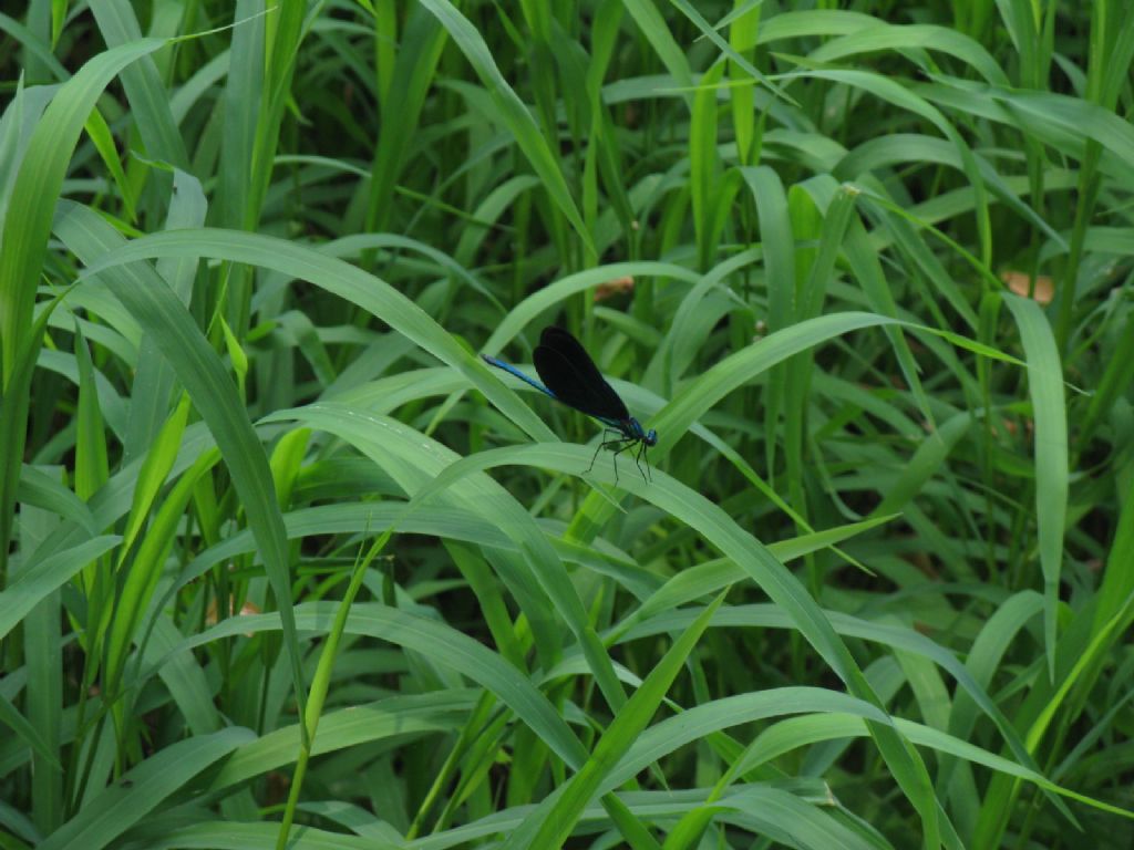 Calopteryx virgo maschio? S!