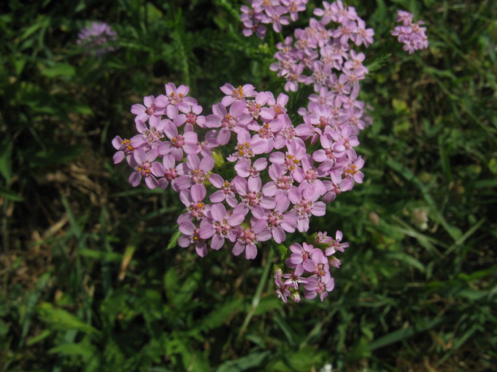 Tutte infiorescenze di Achillea millefolium? ... Achillea sp.