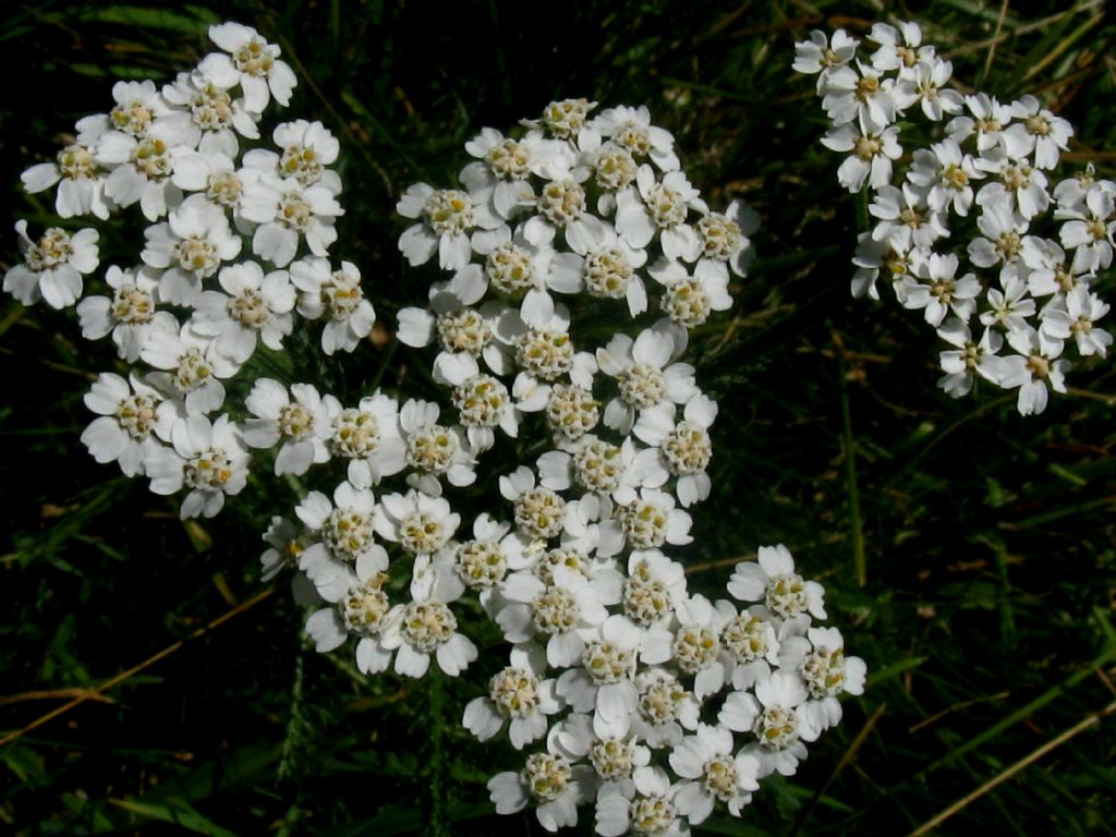 Tutte infiorescenze di Achillea millefolium? ... Achillea sp.