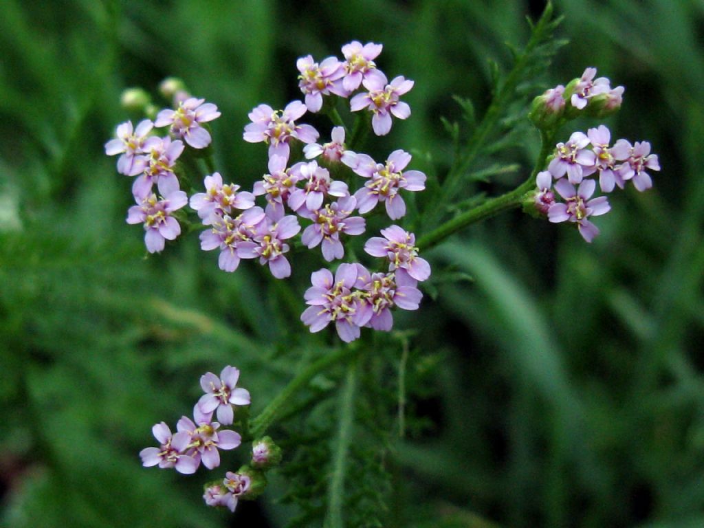 Tutte infiorescenze di Achillea millefolium? ... Achillea sp.