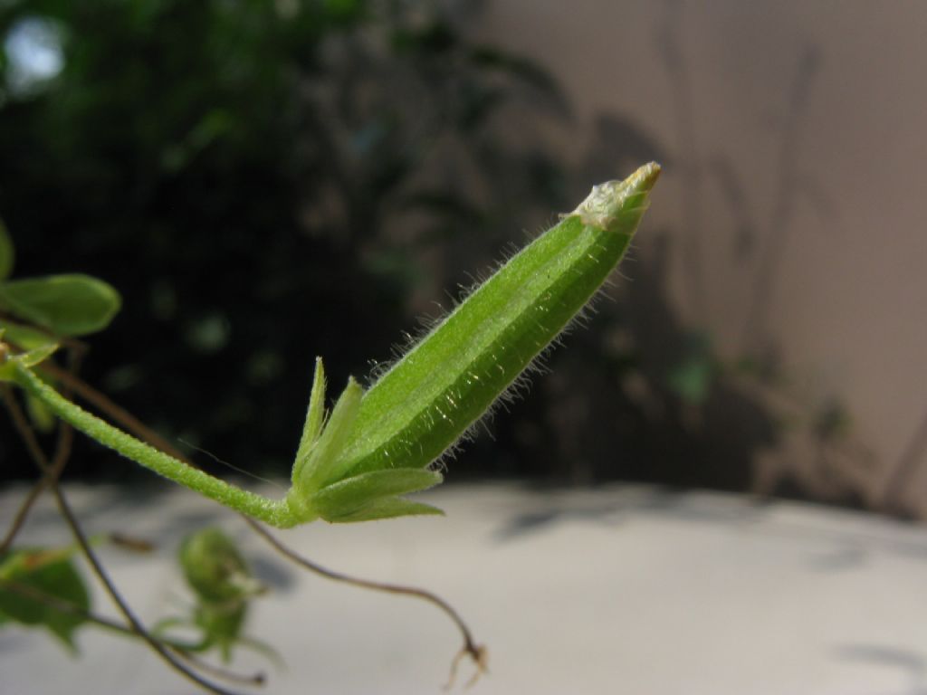 Oxalis corniculata / Acetosella dei campi