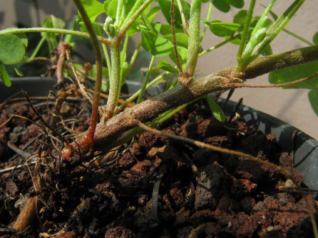 Oxalis corniculata / Acetosella dei campi