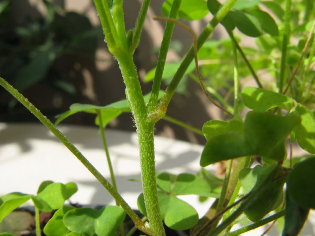 Oxalis corniculata / Acetosella dei campi