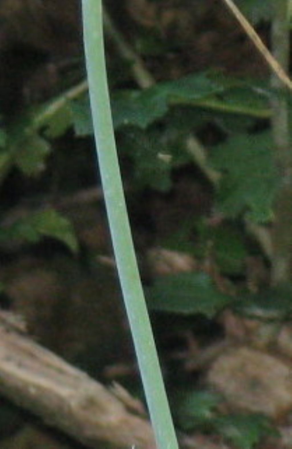 Allium carinatum...?... Allium cfr. coloratum