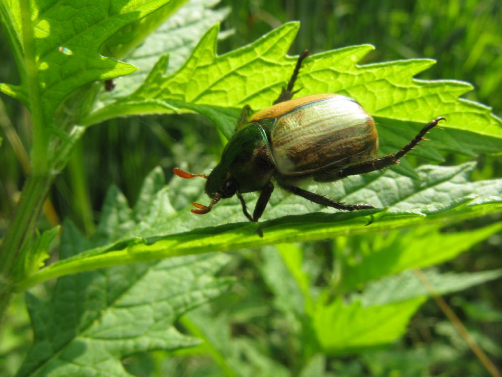 Melolonthidae? No, Rutelidae: Mimela junii, femmina