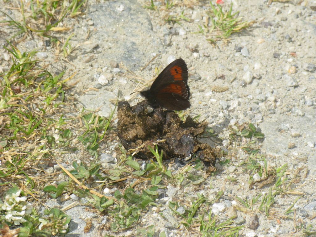 Erebia...?