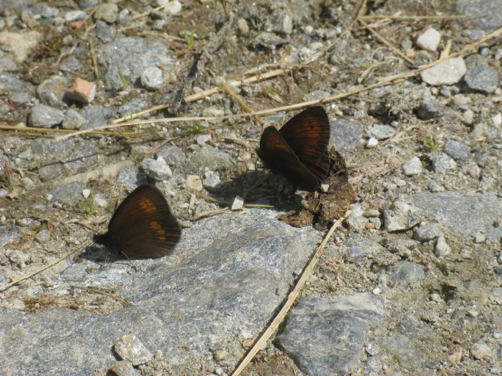 Erebia...?