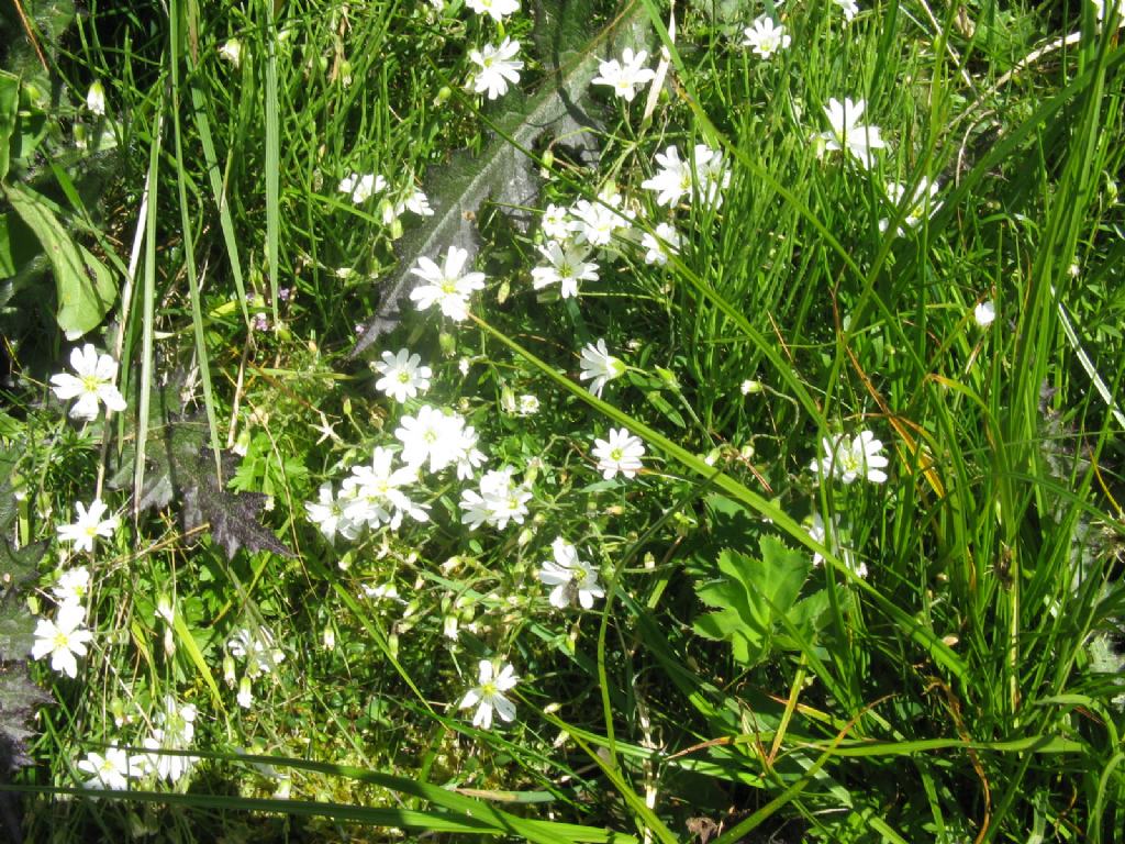 Cerastium alpinum?... Cerastium sp.