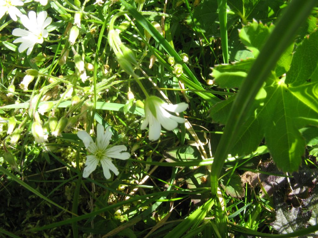 Cerastium alpinum?... Cerastium sp.