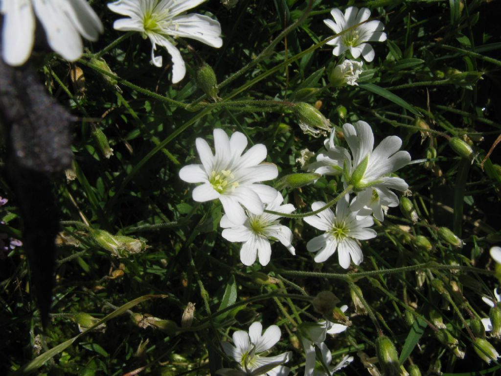 Cerastium alpinum?... Cerastium sp.