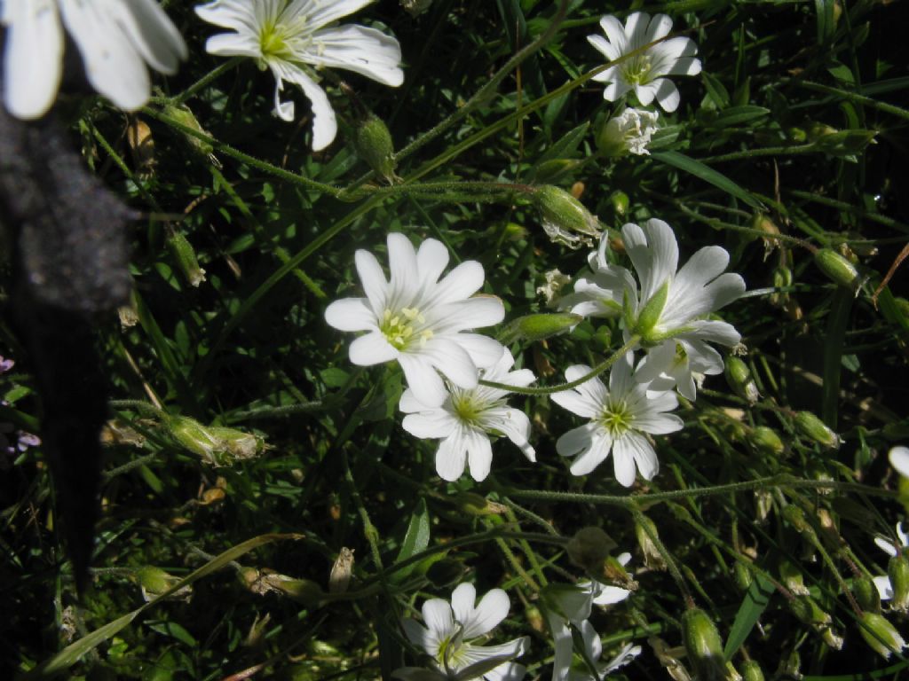 Cerastium alpinum?... Cerastium sp.