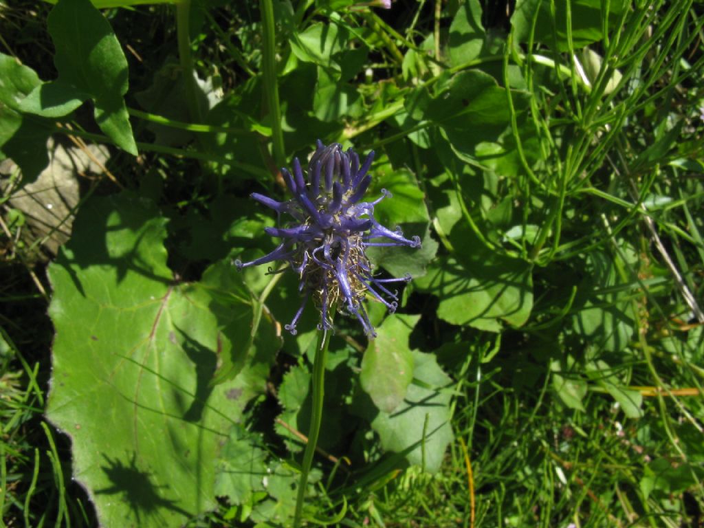 Phyteuma sp.?  S, Phyteuma cfr. scheuchzeri