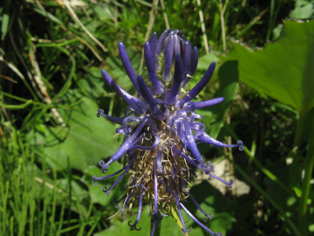 Phyteuma sp.?  S, Phyteuma cfr. scheuchzeri