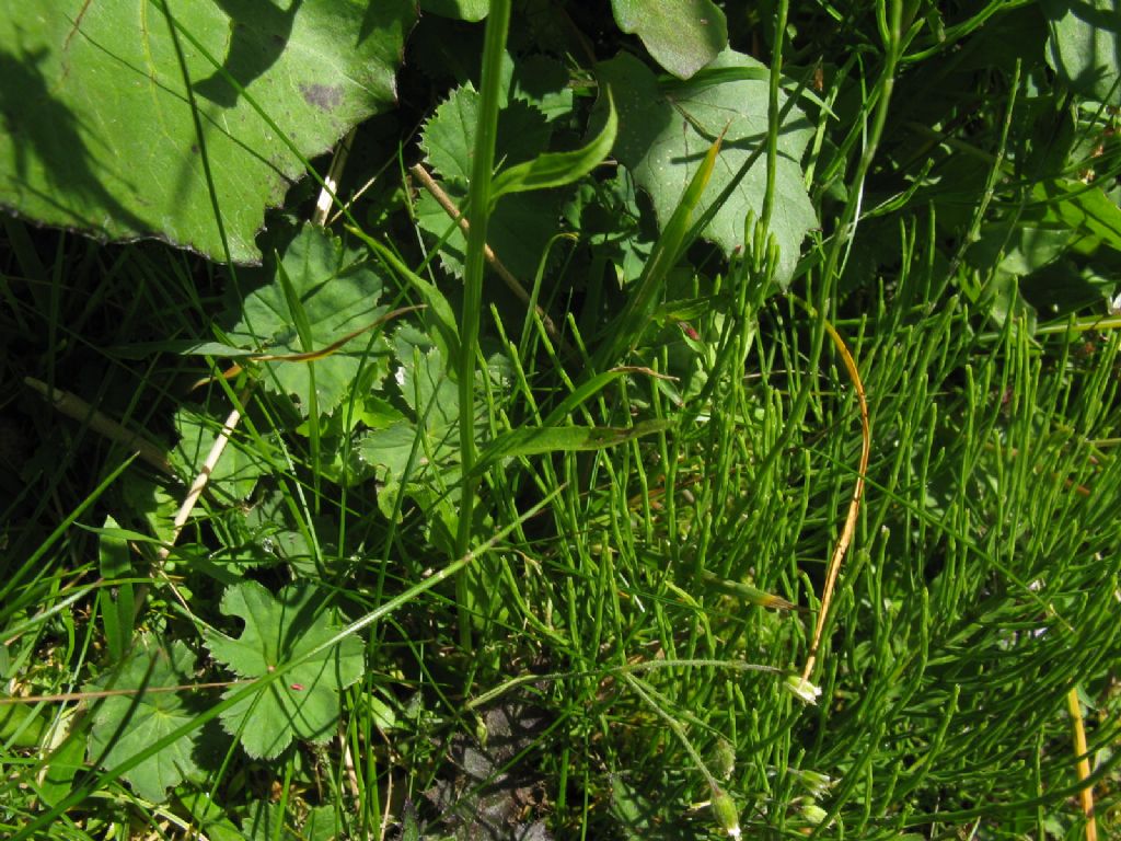 Phyteuma sp.?  S, Phyteuma cfr. scheuchzeri