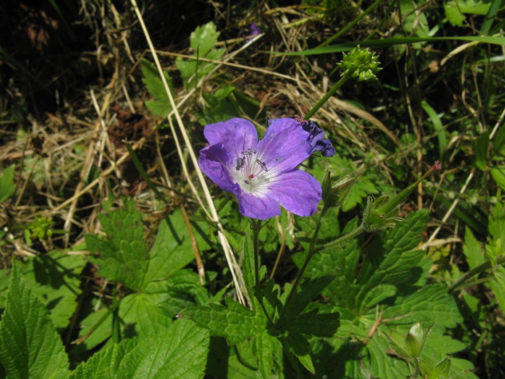 Geranium sylvaticum