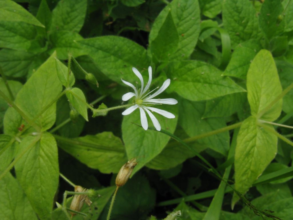 Stellaria nemorum