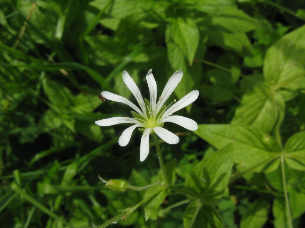 Stellaria nemorum