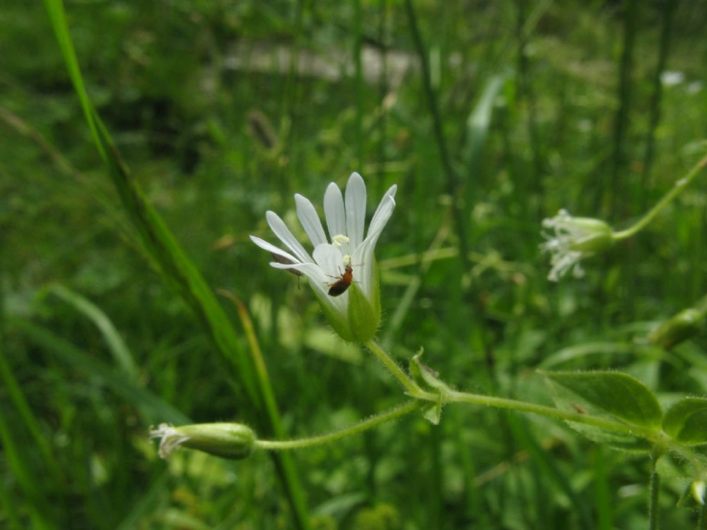 Stellaria nemorum