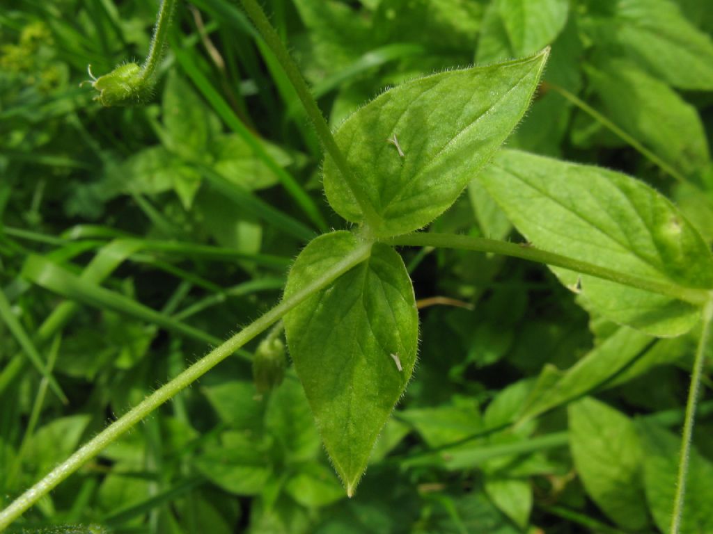 Stellaria nemorum