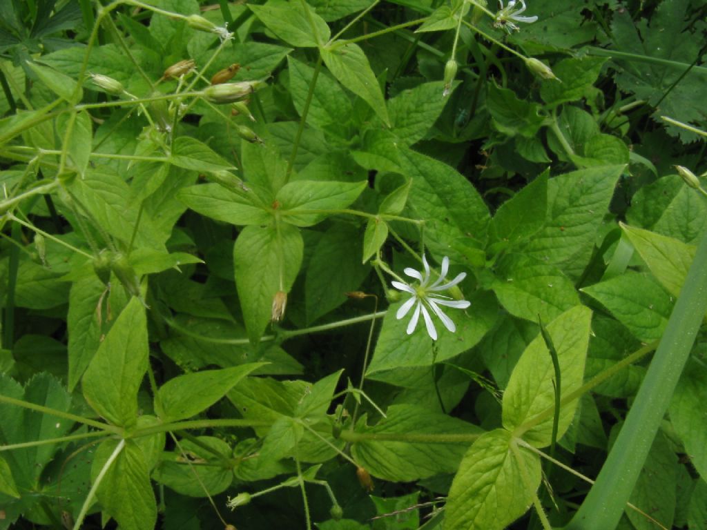 Stellaria nemorum