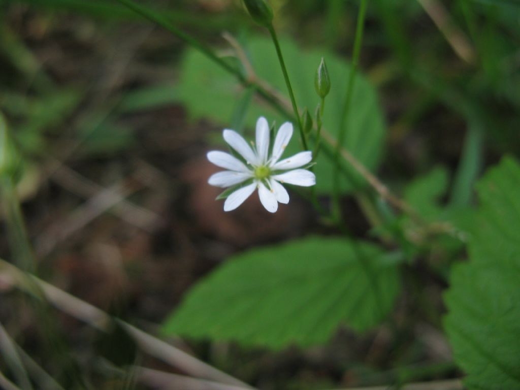 Stellaria graminea