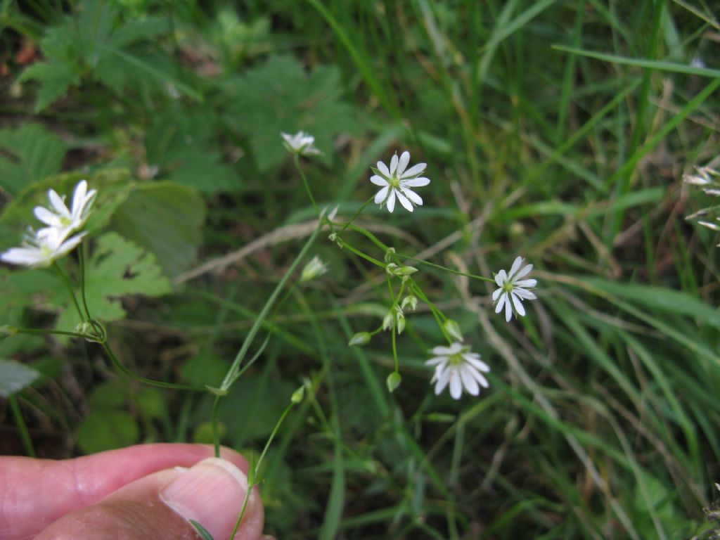 Stellaria graminea