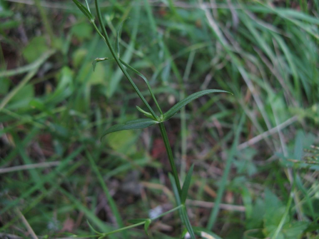 Stellaria graminea