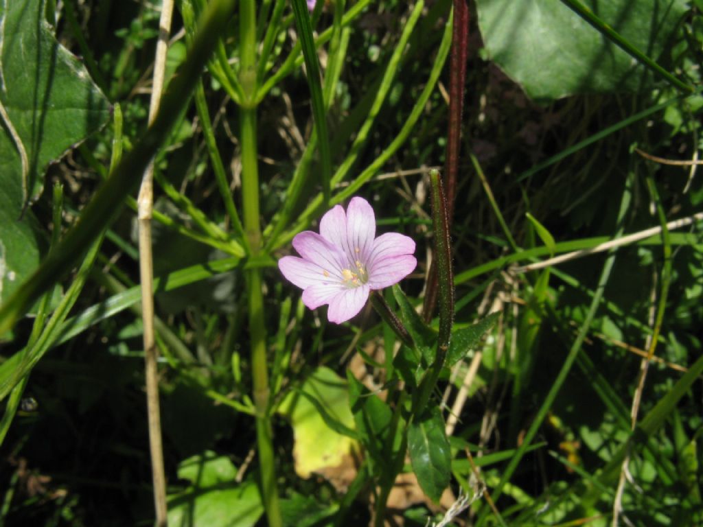 Geraniuim sp.? No, Epilobium sp.