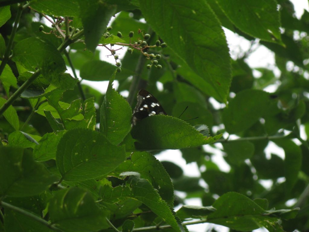 Farfalla identificabile? S,  Apatura iris - Nymphalidae