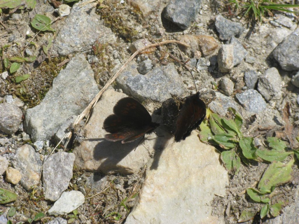 Erebia euryale ed Erebia alberganus - Nymphalidae Satyrinae