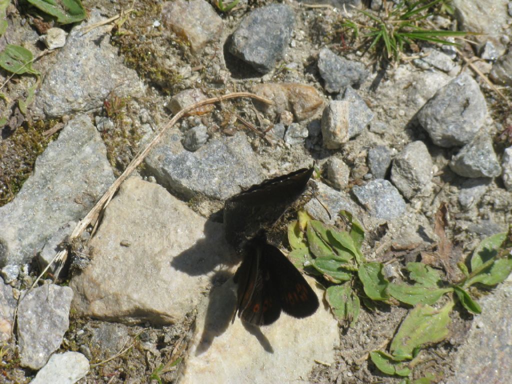 Erebia euryale ed Erebia alberganus - Nymphalidae Satyrinae