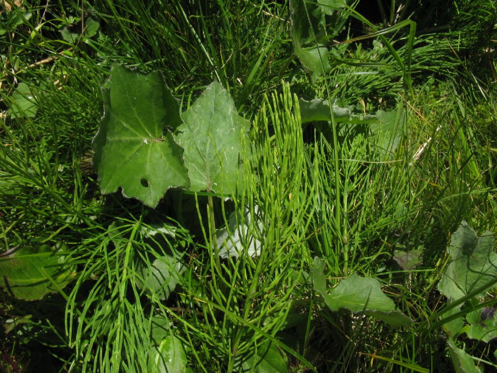 Equisetum cfr. arvense
