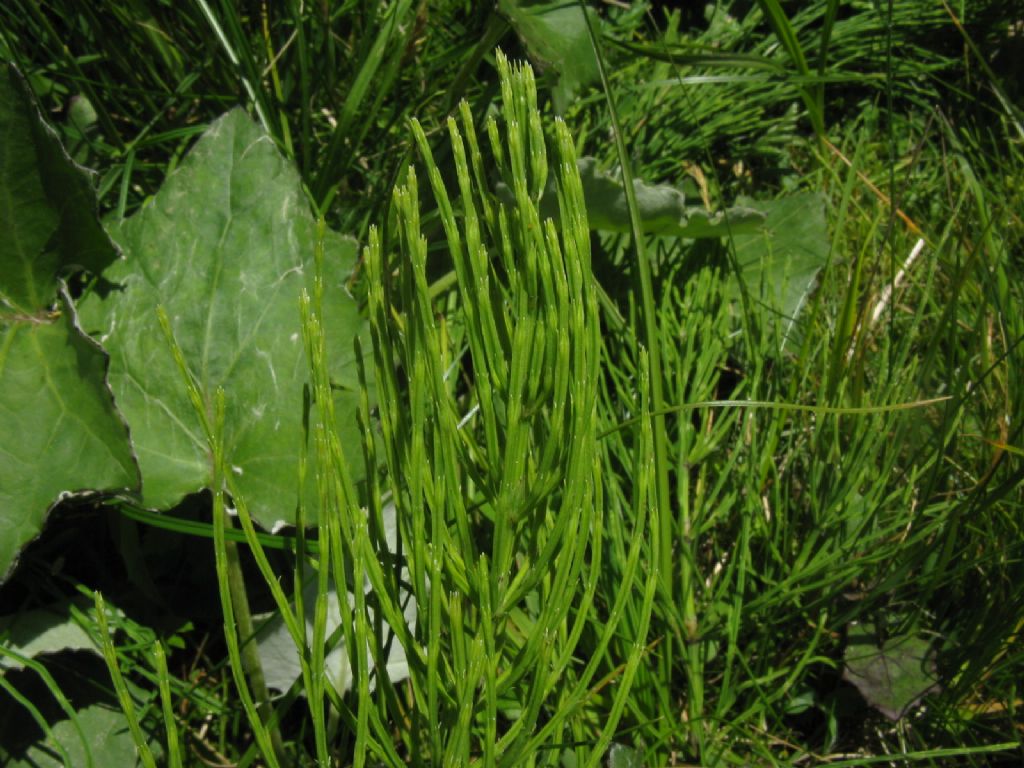 Equisetum cfr. arvense