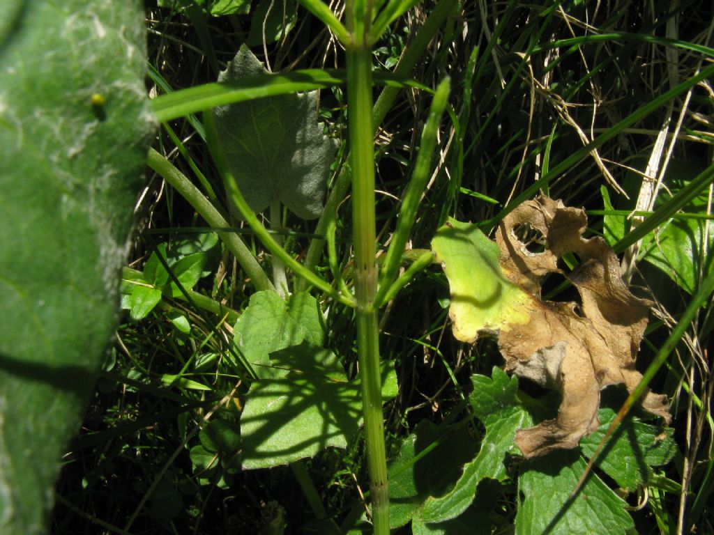 Equisetum cfr. arvense