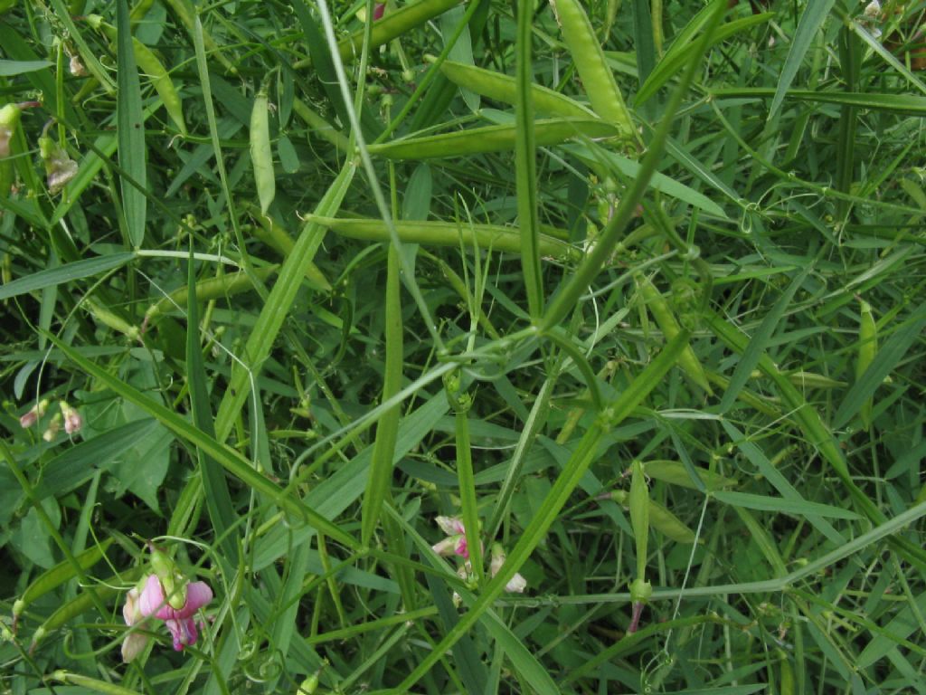 Veccia...?  No, Lathyrus sp. (L. latifolius o L. sylvestris)
