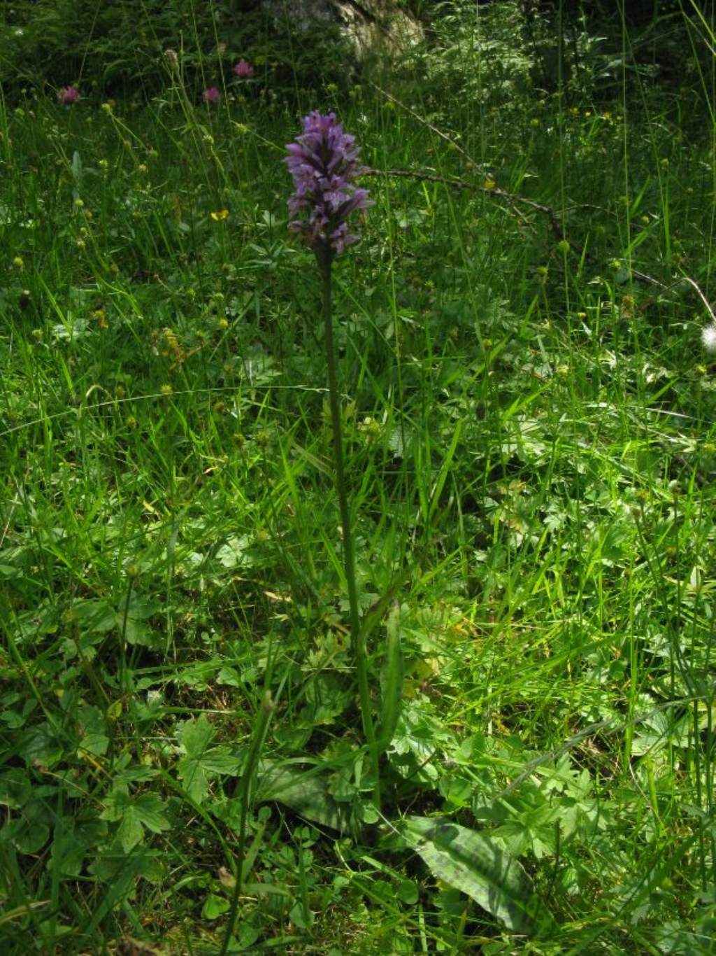 Orchis maculata? No, Dactylorhiza fuchsii