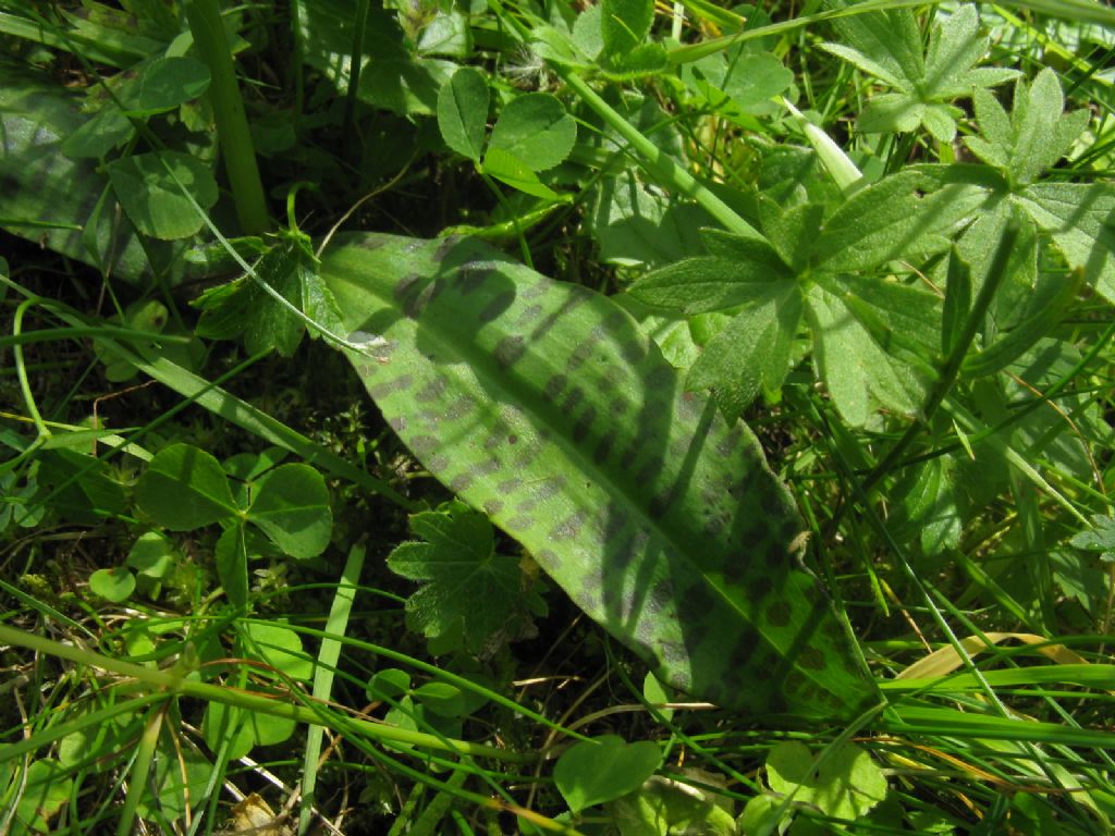 Orchis maculata? No, Dactylorhiza fuchsii