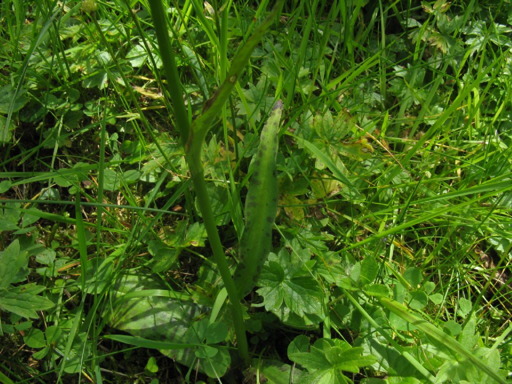 Orchis maculata? No, Dactylorhiza fuchsii